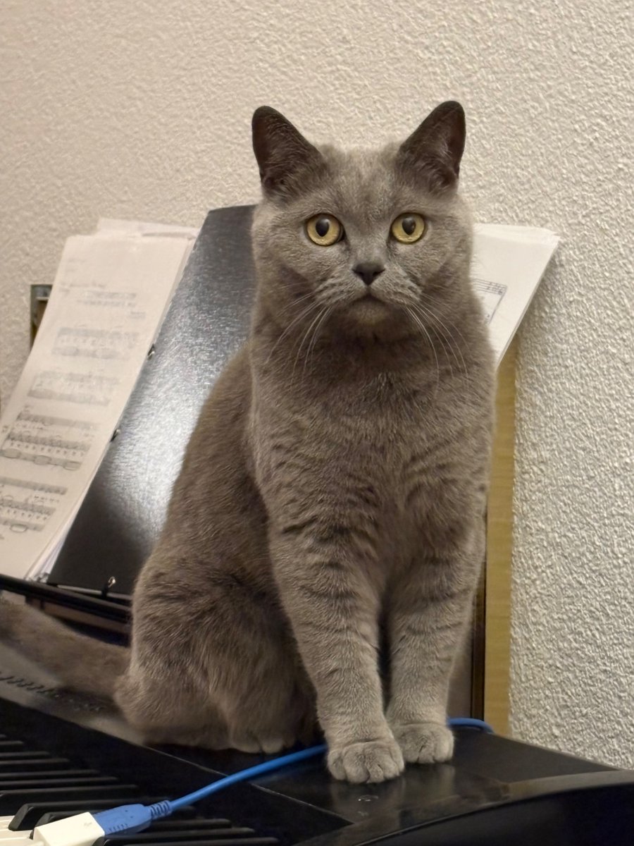 ThrowATwit's tweet photo. @nyantamach222 Switzerland &amp; France - Here’s Oona, our British shorthair. 

Part time Instagram poser, part time couch destroyer, full time cutie-pie. https://t.co/Xg5Lj3ZUKr