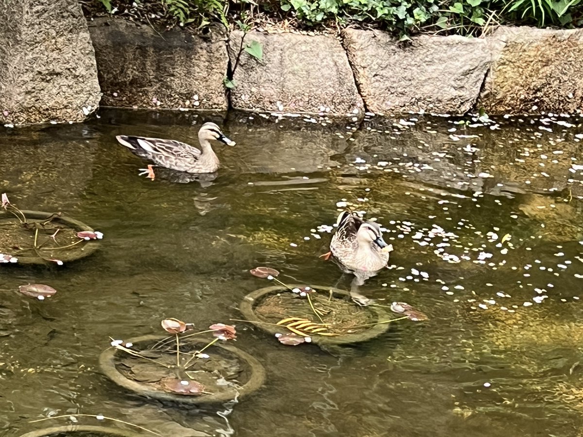 マンションの小さな人工池に 