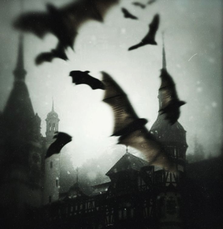 raghdaꫂ᭪݁ tweet media