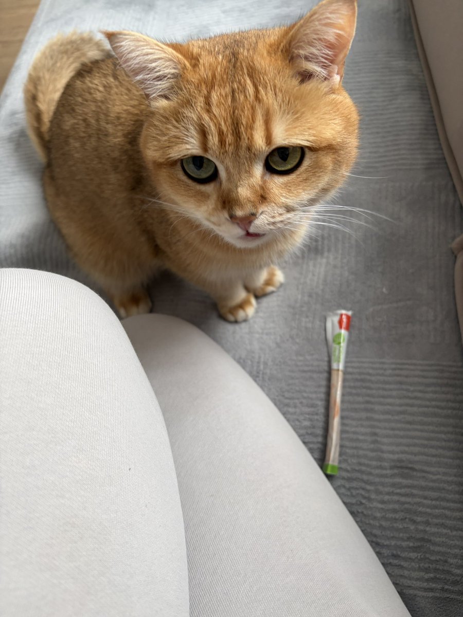 Aslancat tweet media