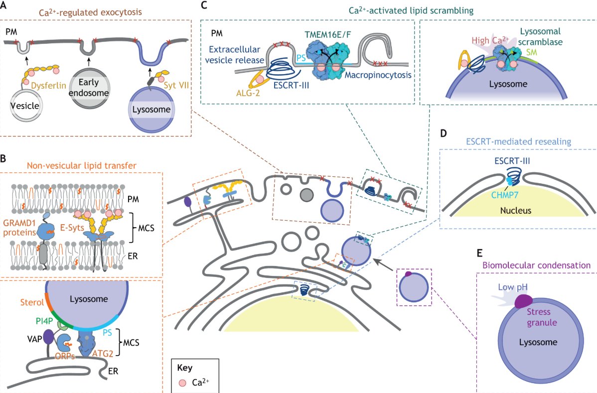 J Cell Science tweet media