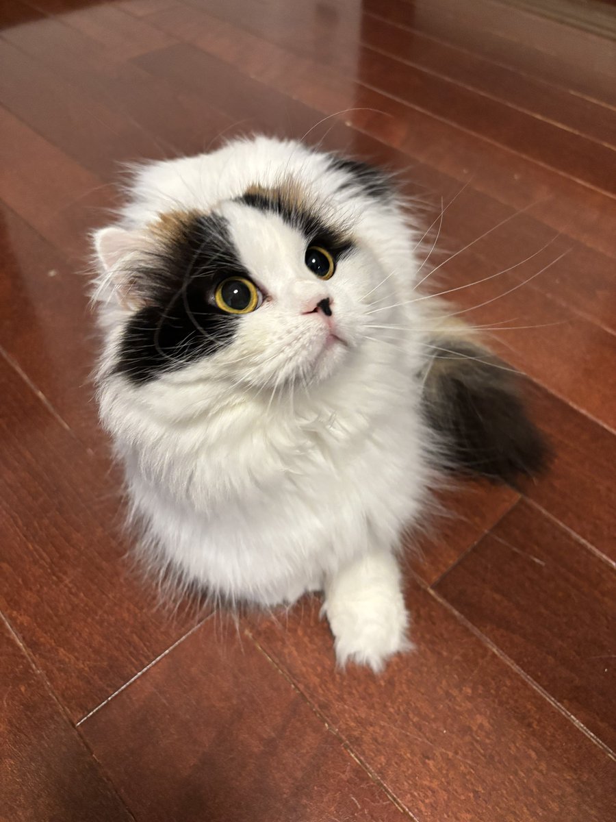 하라시💎 tweet media