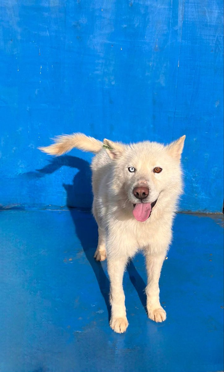 Hepad.hereve1pati 🐾🏡 tweet media