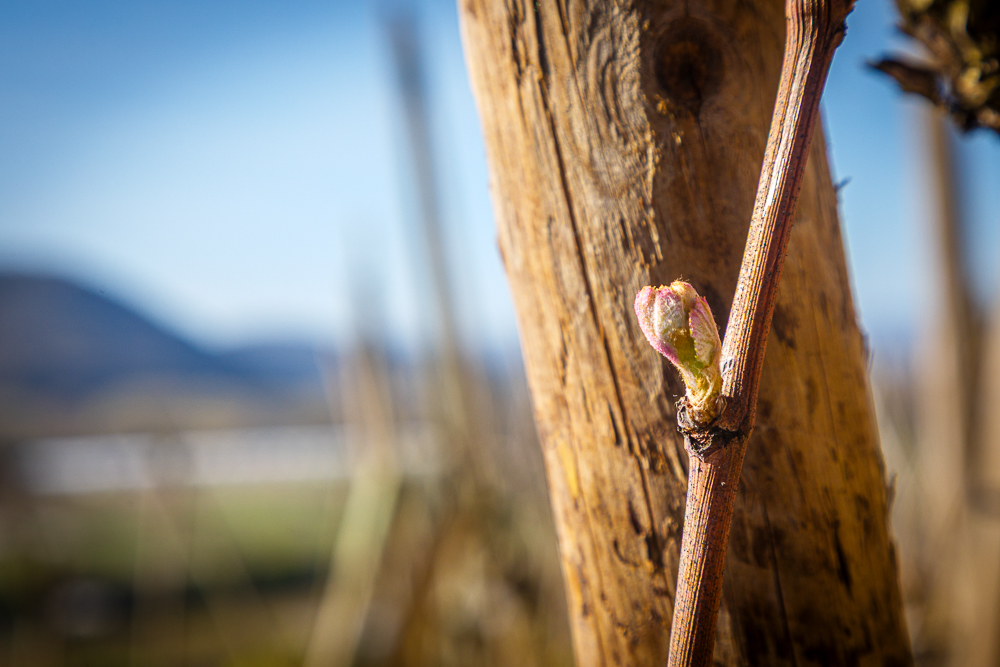 Domaine Guigal tweet media