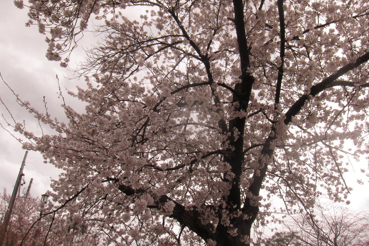 syd 🪐 tweet media