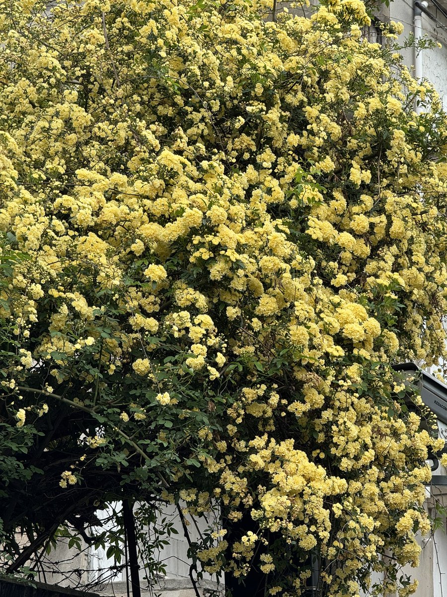 debuluoyi095 tweet media