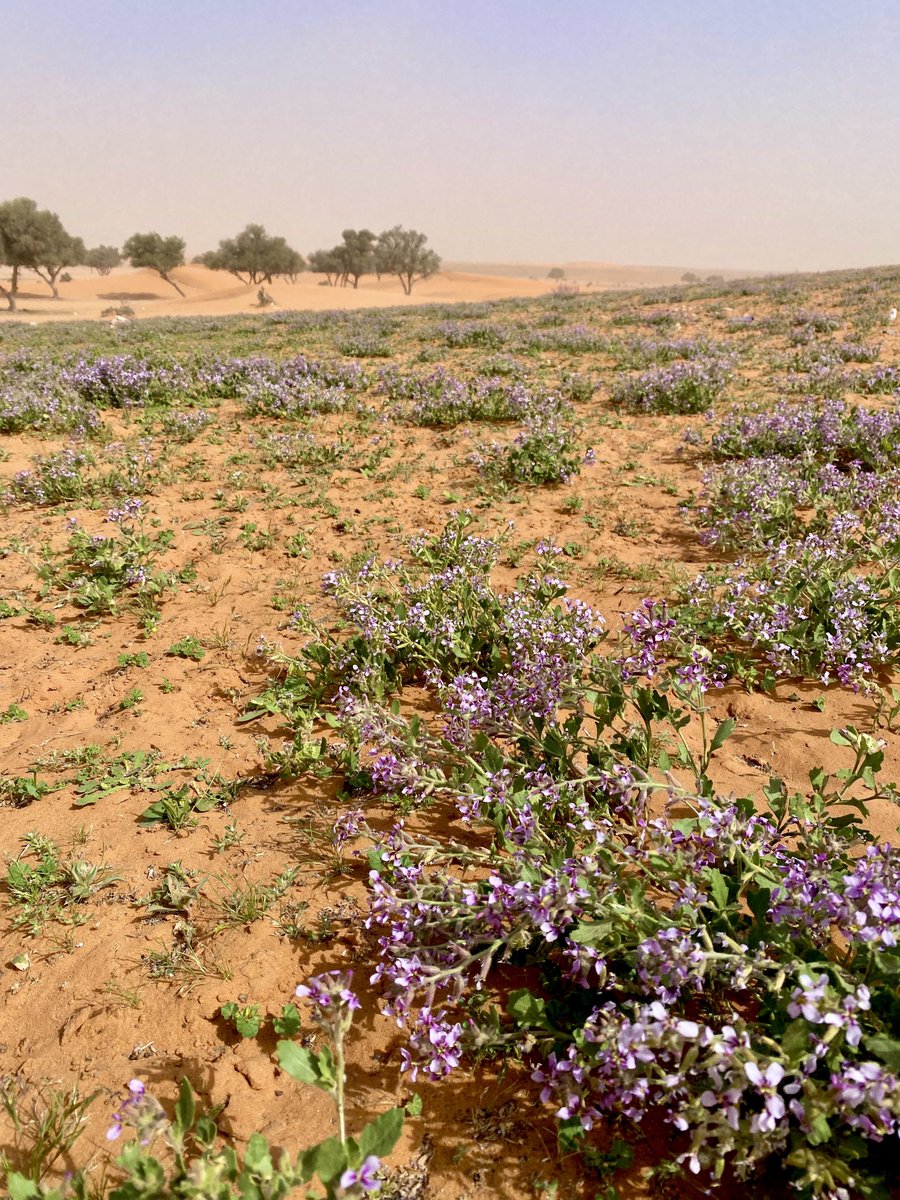 ابوعبدالله الفيصل 70 tweet media