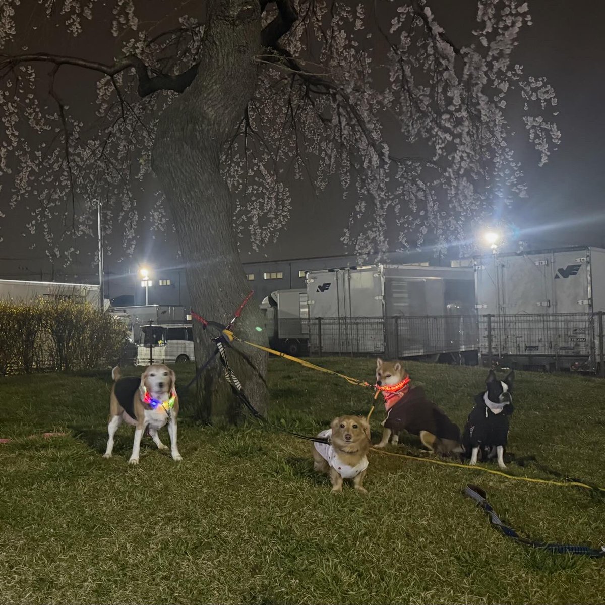 ☺︎あっぷ☺︎ tweet media