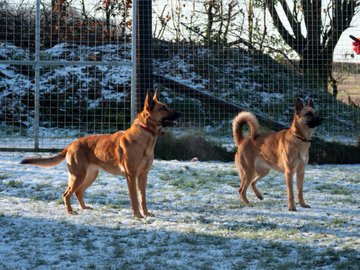 German Shepherd Rescue Elite ( GSRE ) tweet media