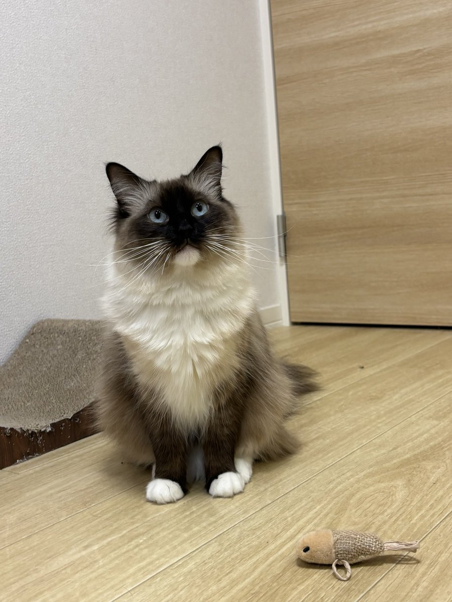 ササミ ⠒̫⃝ tweet media