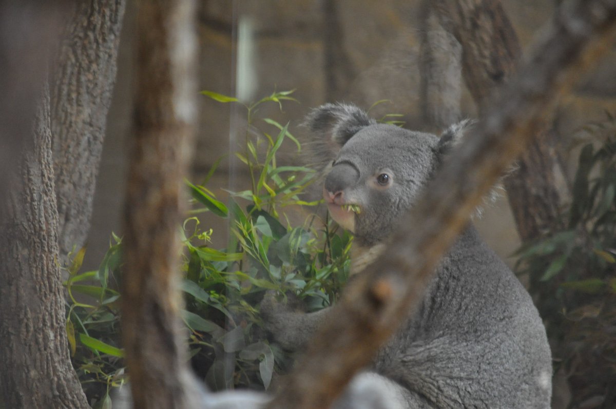 おぐらとーすと. tweet media