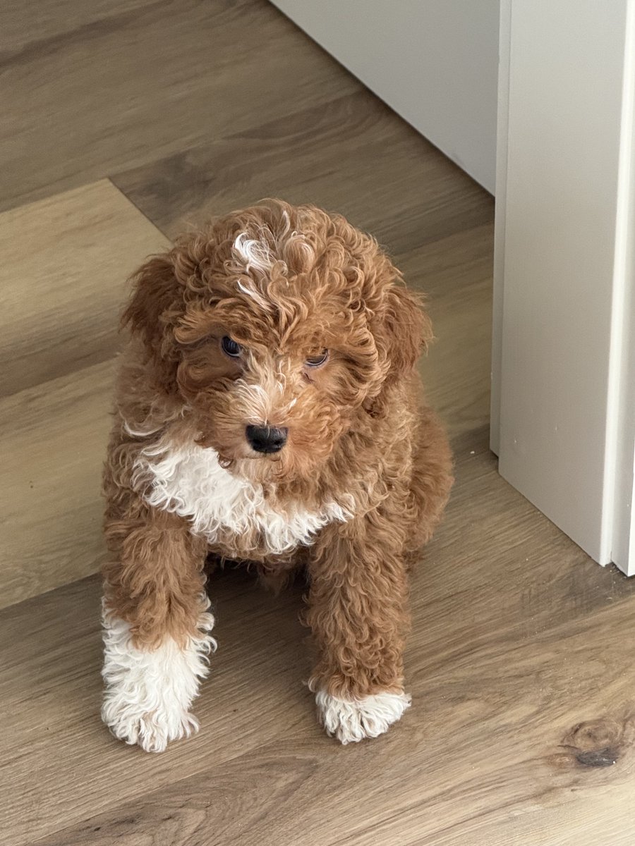 Arnie Spanier tweet media