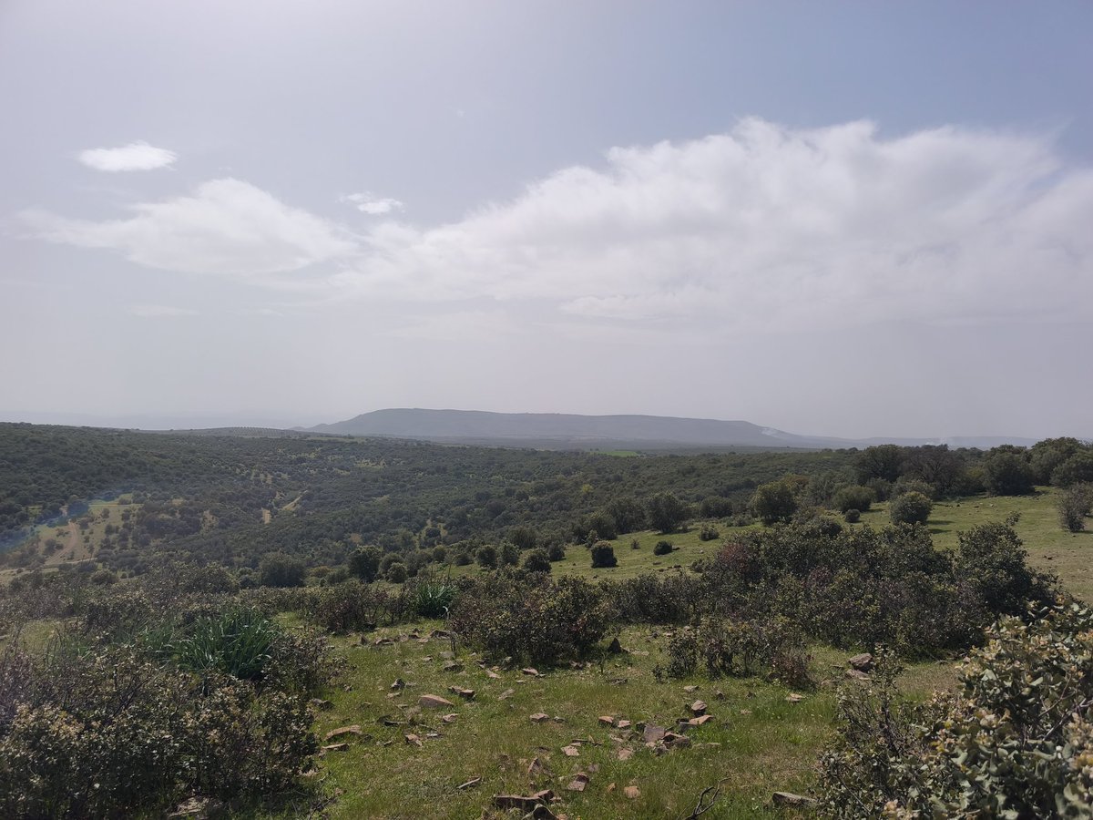 Ahora vuelvo...🫒🌳🌲 tweet media