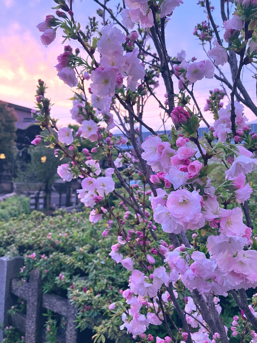 夕方には雨が上がりました。 八重桜が見頃です。 #京都 #神社 #桜 #藤