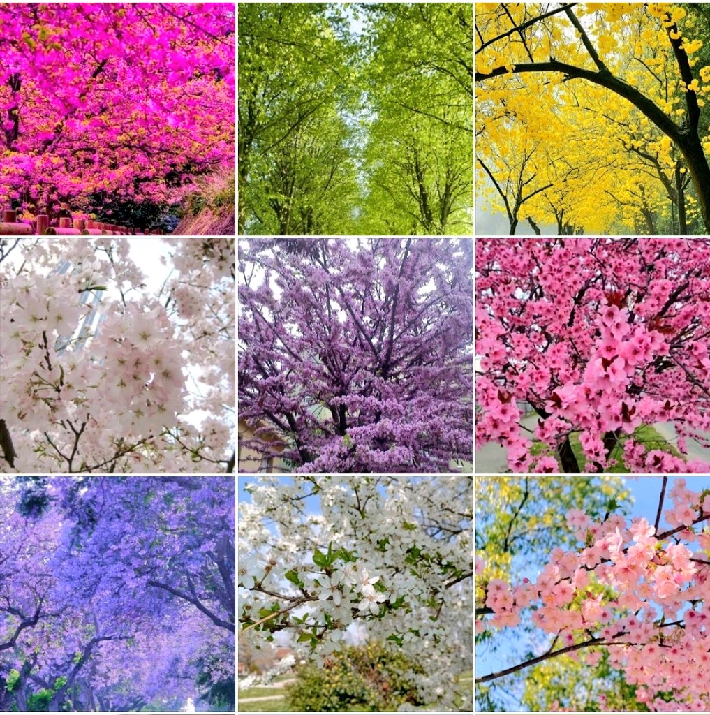 THE VIP GIRL tweet media