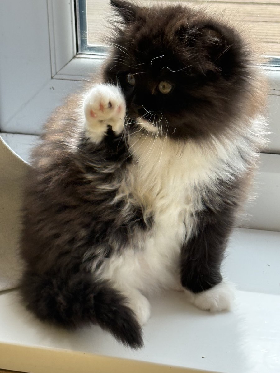 Sarah Evans tweet media