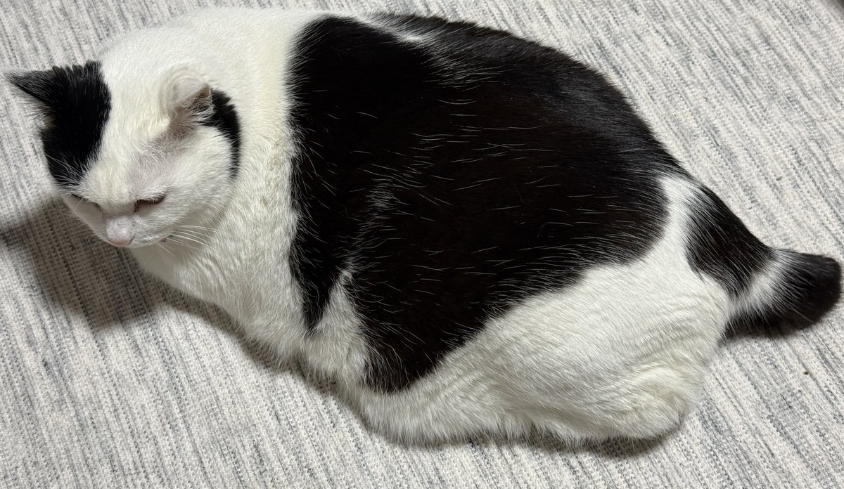 すいか tweet media