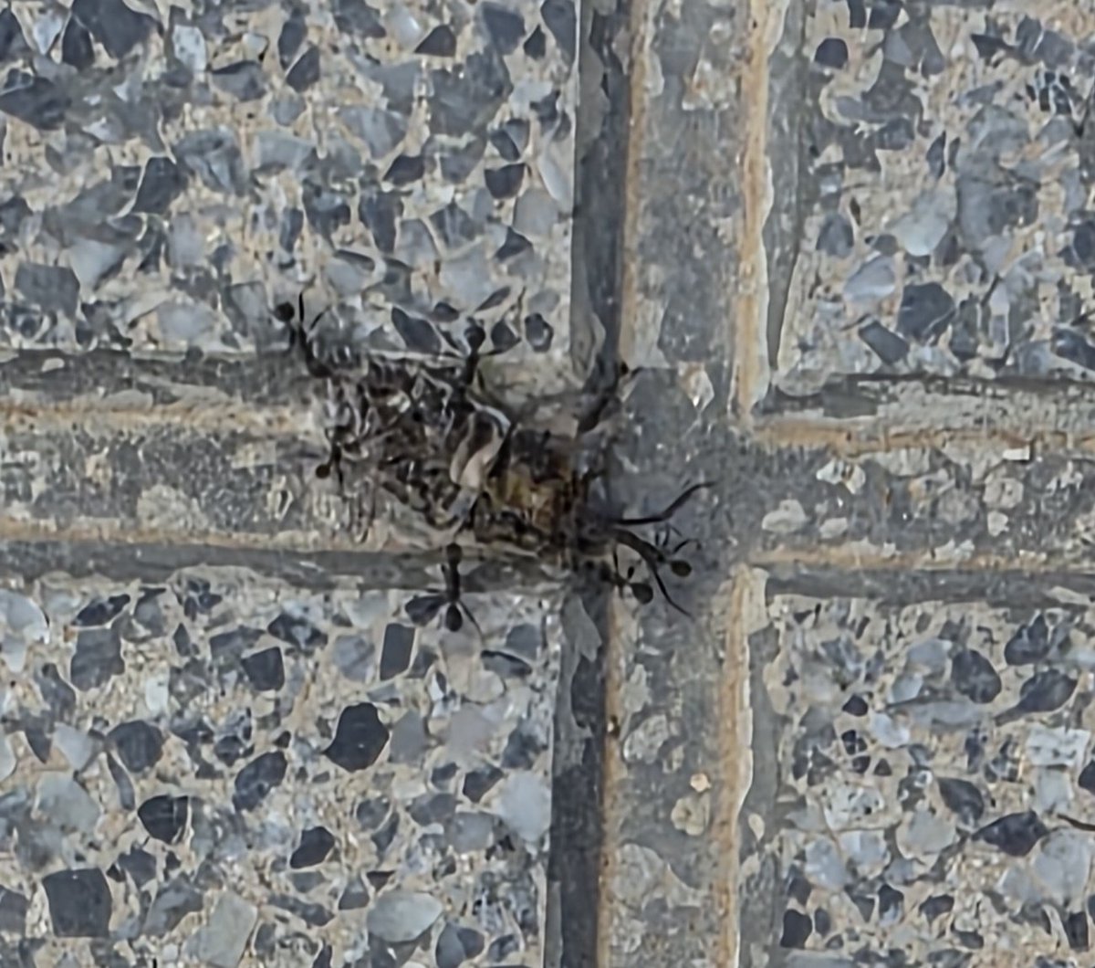 Alejandro (Tangerino Resintonizando en la Vida) tweet media