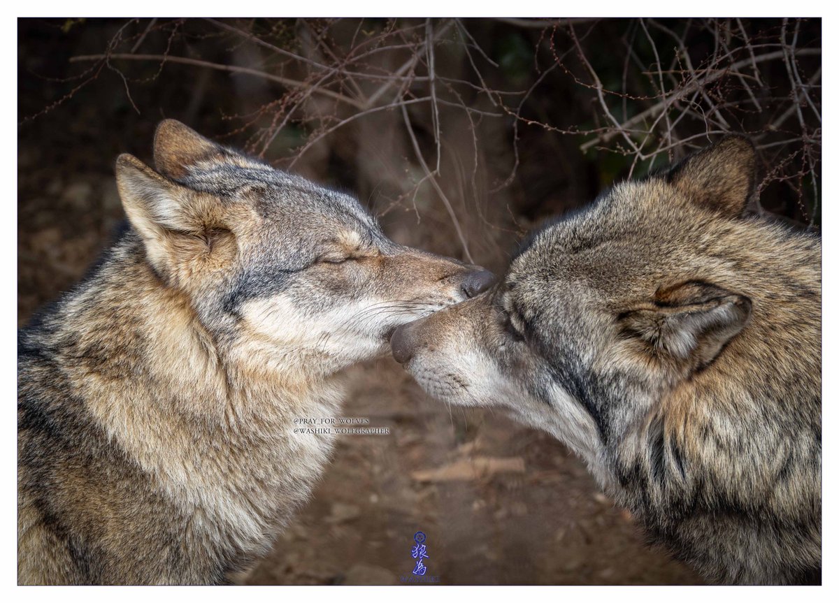 WASHIKI🐺🌊WolfGrapher tweet media