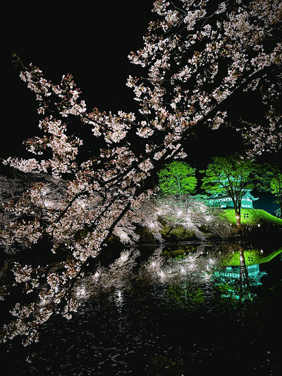 ninon_on's tweet photo. 日本三大夜桜の一つ、新潟県の高田城址公園の夜桜です。約4,000本の夜桜。キレイ。 https://t.co/2wvc2zxMZT