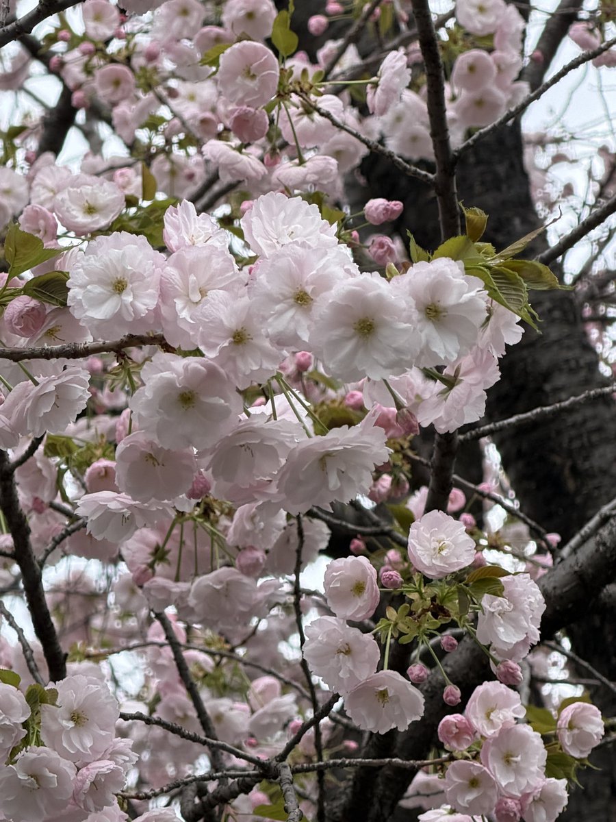 金曜日お疲れさまでした
今日はなんだかとても疲れました
ソファーに座ったまま なかなか動く気になれません😅  もうしばらくゆっくりしてから寝る準備を始めようと思います

4月6日の桜
おやすみなさい〜🌙⭐️
