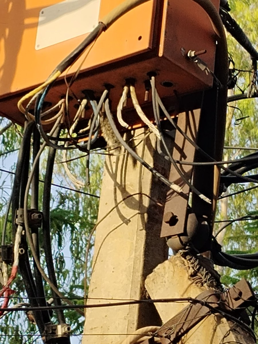 mv151960's tweet photo. @bsesdelhi Can anyone help there is a squirrel stuck in the bijli box and is unable to come out please help https://t.co/fzQ8QbusZs
