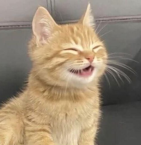 meowperth thinker 💭 tweet media