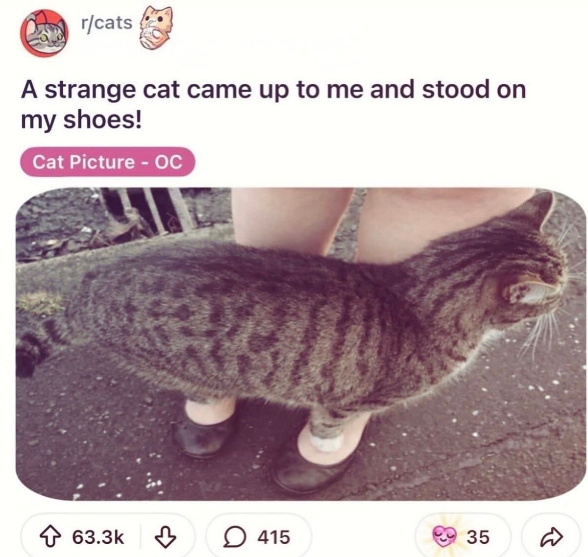 Braindead Bird App tweet media