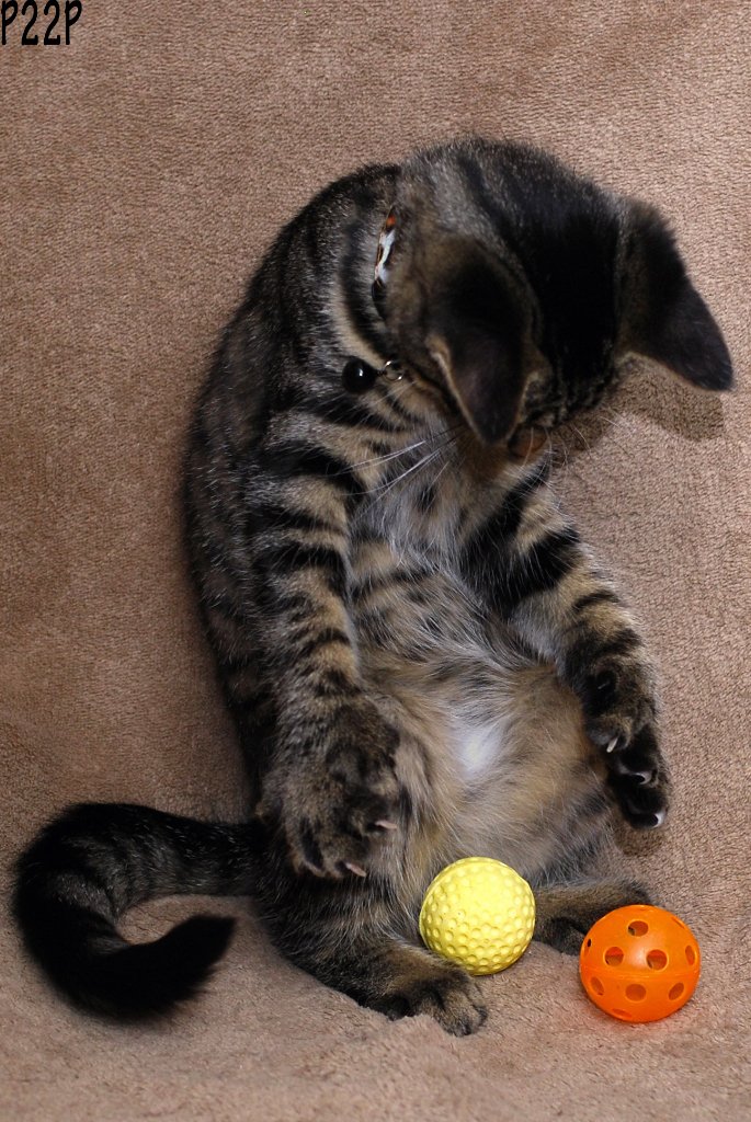 JoviLifer's tweet image. Happy 1️⃣0️⃣th Birthday Mogwai! Golden Birthday. 10 on the 10th. #birthday #goldenbirthday #CatsOnTwitter