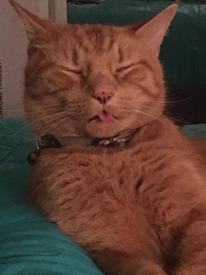 caity 🗡️ tweet media