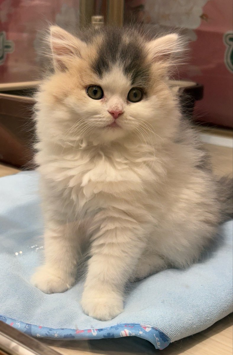 閻魔⚰️ tweet media