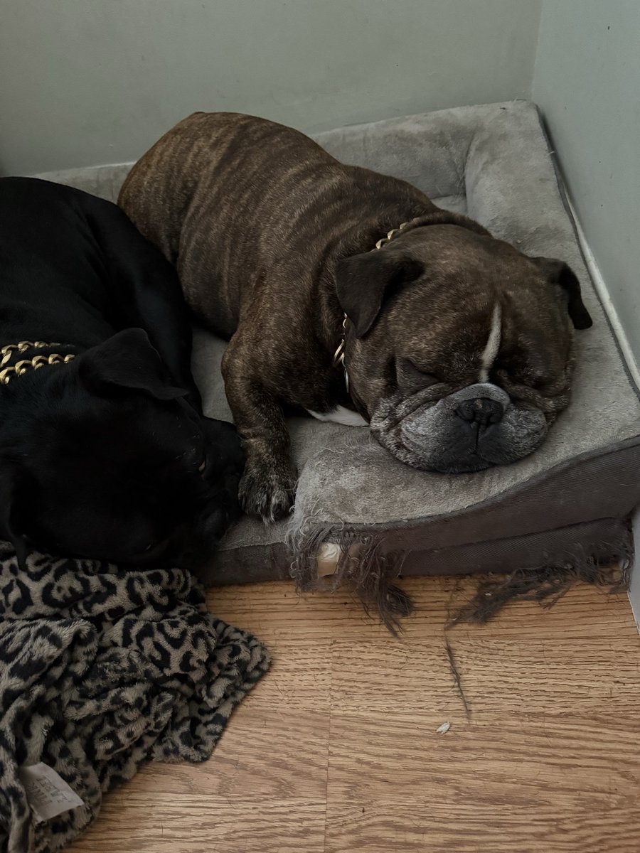 Rosemarie Lane 🇺🇸🏴‍☠️🏝🎣🐶 tweet media