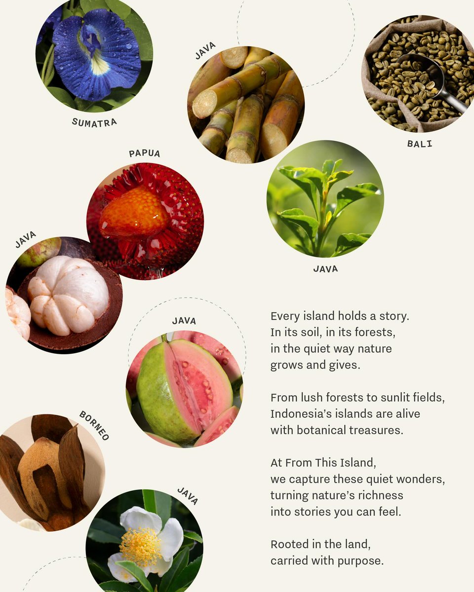 Artbyann_'s tweet photo. menarik banget sih liat approach Maudy Ayunda pas bikin From This Island.

kebanyakan brand kan ikut-ikutan tren luar, dia malah justru angkat superfood Indonesia sekaligus libatkan petani lokal.

honestly, ini beneran something to be proud of! https://t.co/mEiQIm4dSJ