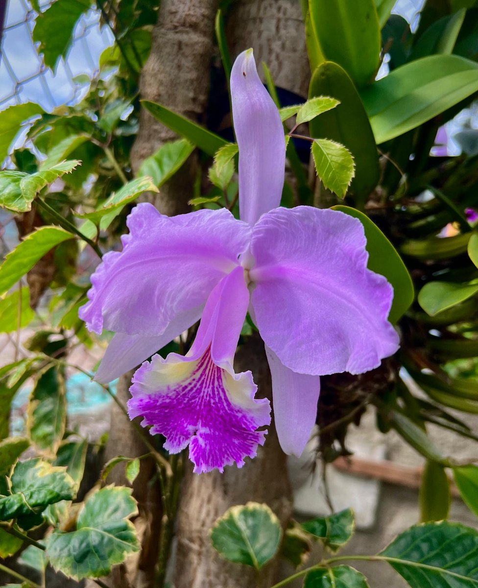 TelePinar tweet media