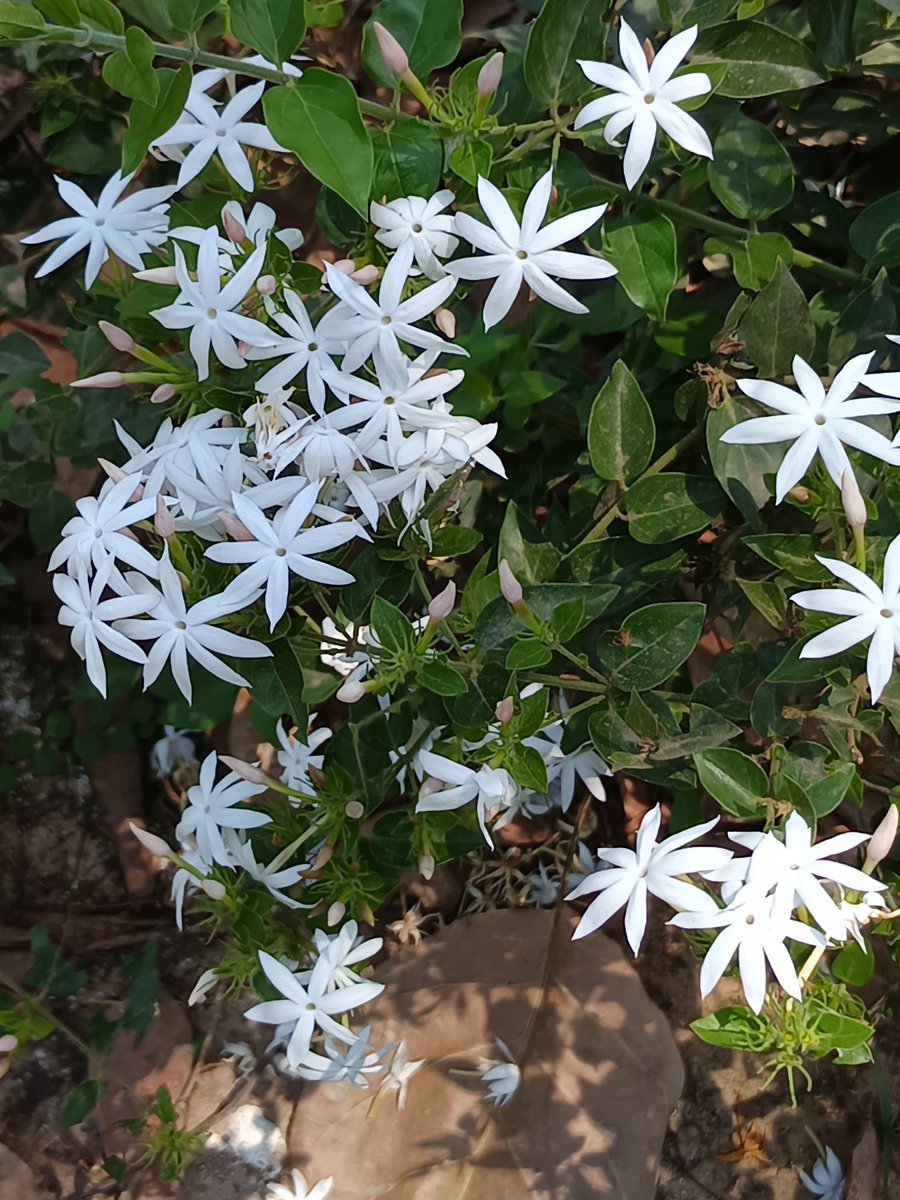 नीलेश रायचुरा tweet media