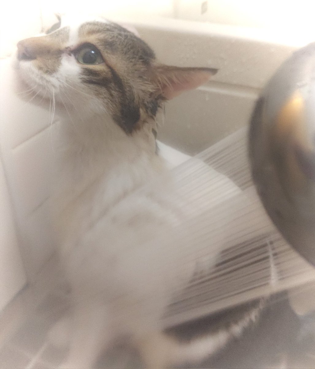 だるやま Daruyama だるお Daruo tweet media