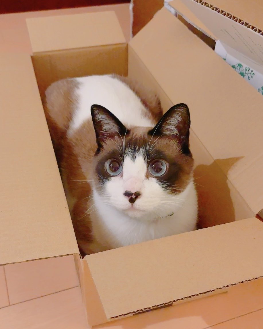 マミ太郎 tweet media