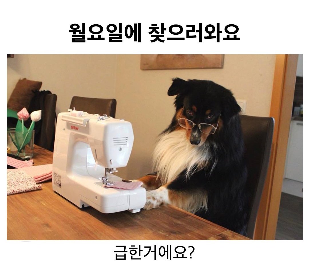 맵고스 tweet media