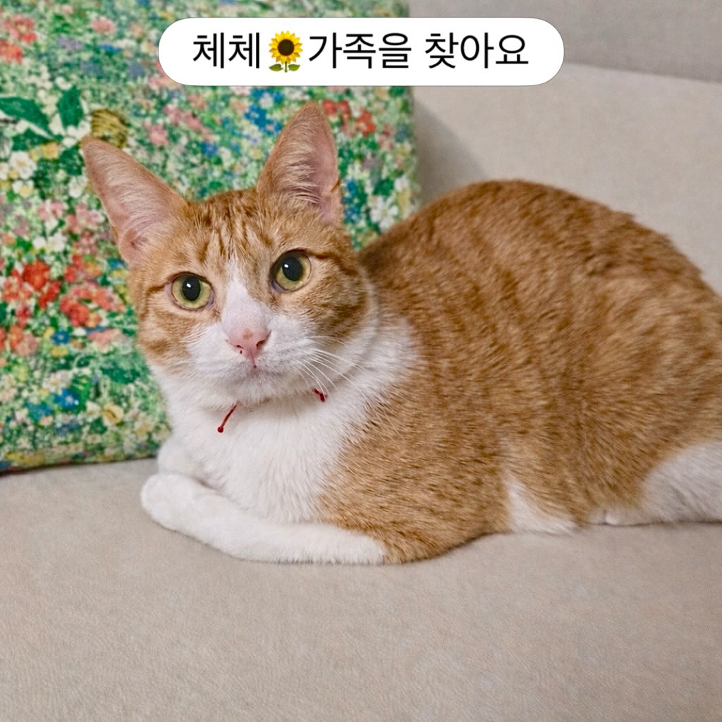 (고양이쉼터) 댕냥하우스 tweet media