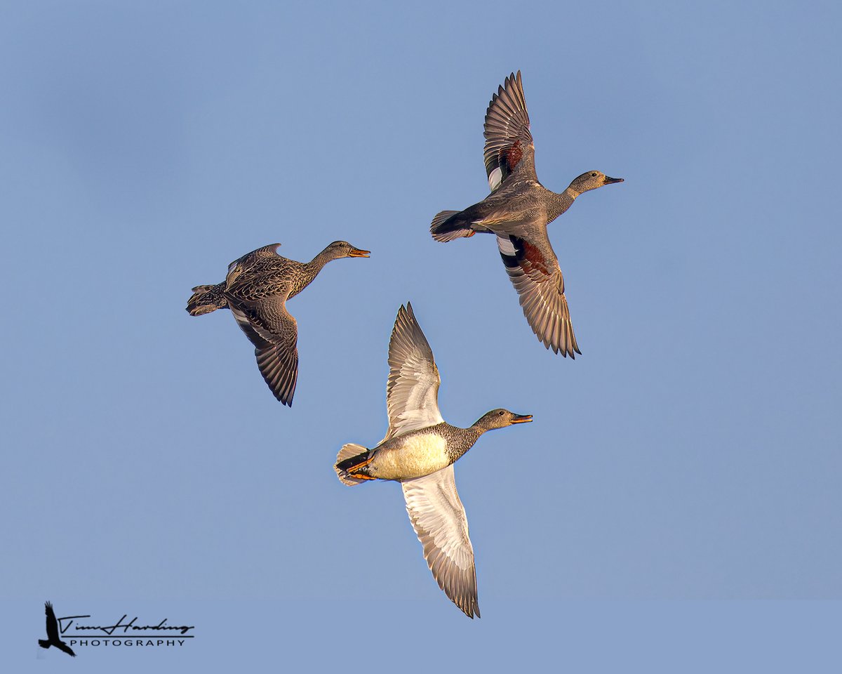 TBoneBarrie's tweet image. The understated masters of the marsh. ☁️🦆 Gadwalls (Mareca strepera) are often called "plain," but in flight, their hidden chestnut and white wing patches finally steal the show. A rare look at three distinct wing beats.

#SpringMigration #WildlifePhotography #Waterfowl