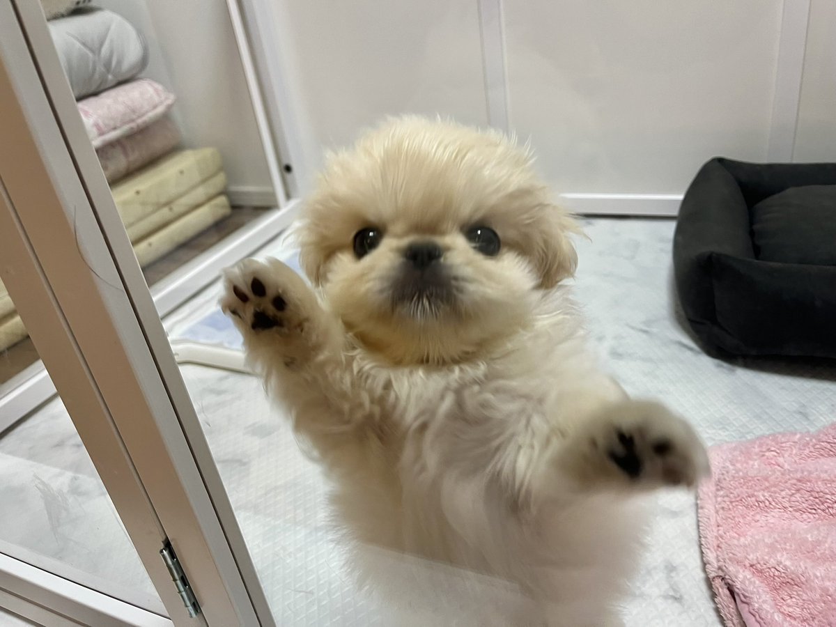 ใใญใใผใบใฎใใๅ tweet media