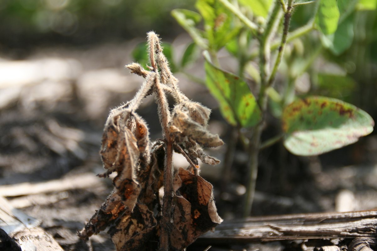 Crop Protection Network tweet media