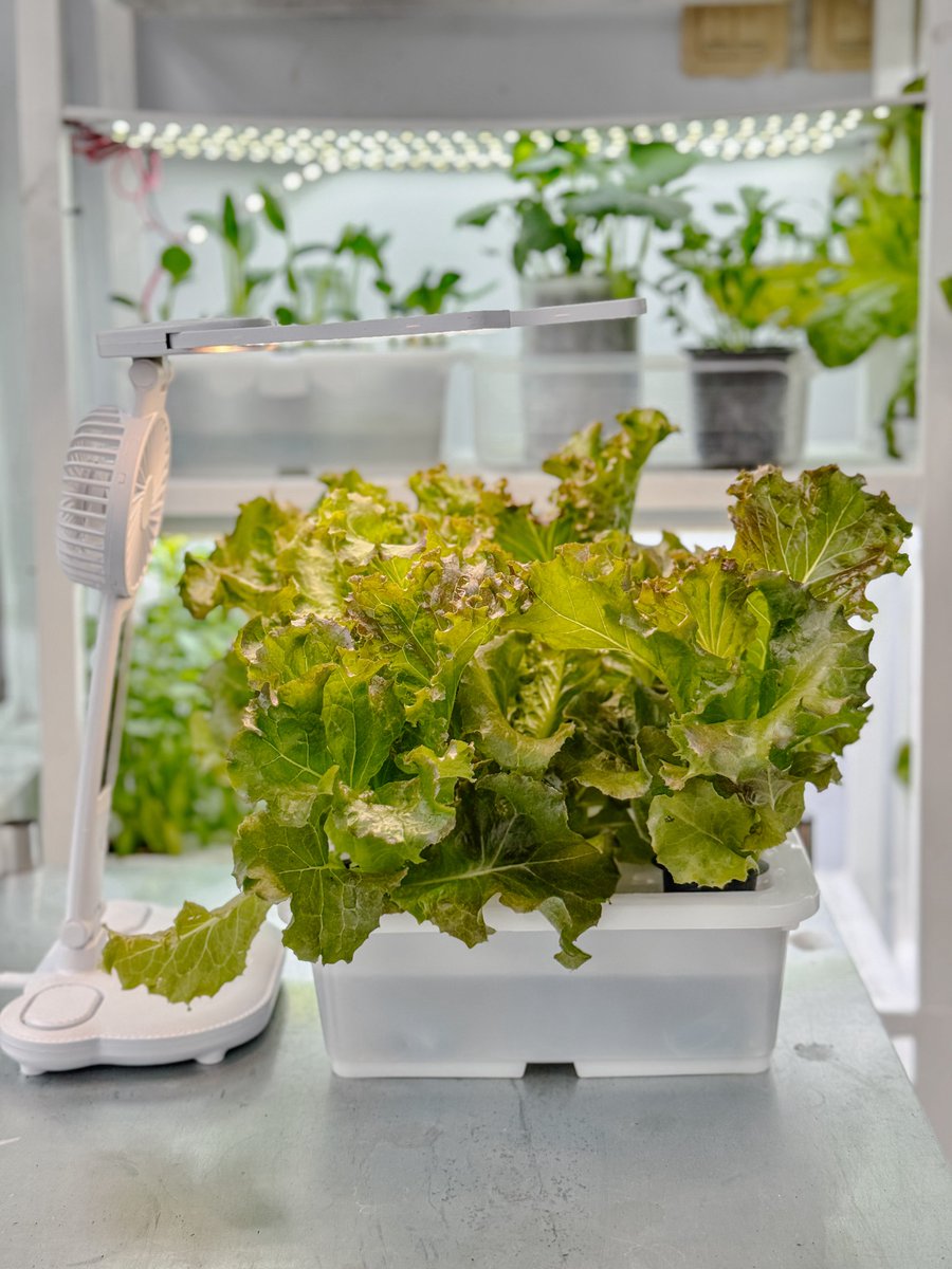 kebunrooftop's tweet image. Urban farming -
Hidroponik sederhana sistem wick.
Cara ini Bisa ditanam / diletakan dimana saja.
Tidak memerlukan lahan yang luas.
Cukup untuk kita jika suatu saat ingin memasak mie instan dengan campuran sayur - sayuran.
#gardeningtips #tipsberkebun #urbanfarming #gardening