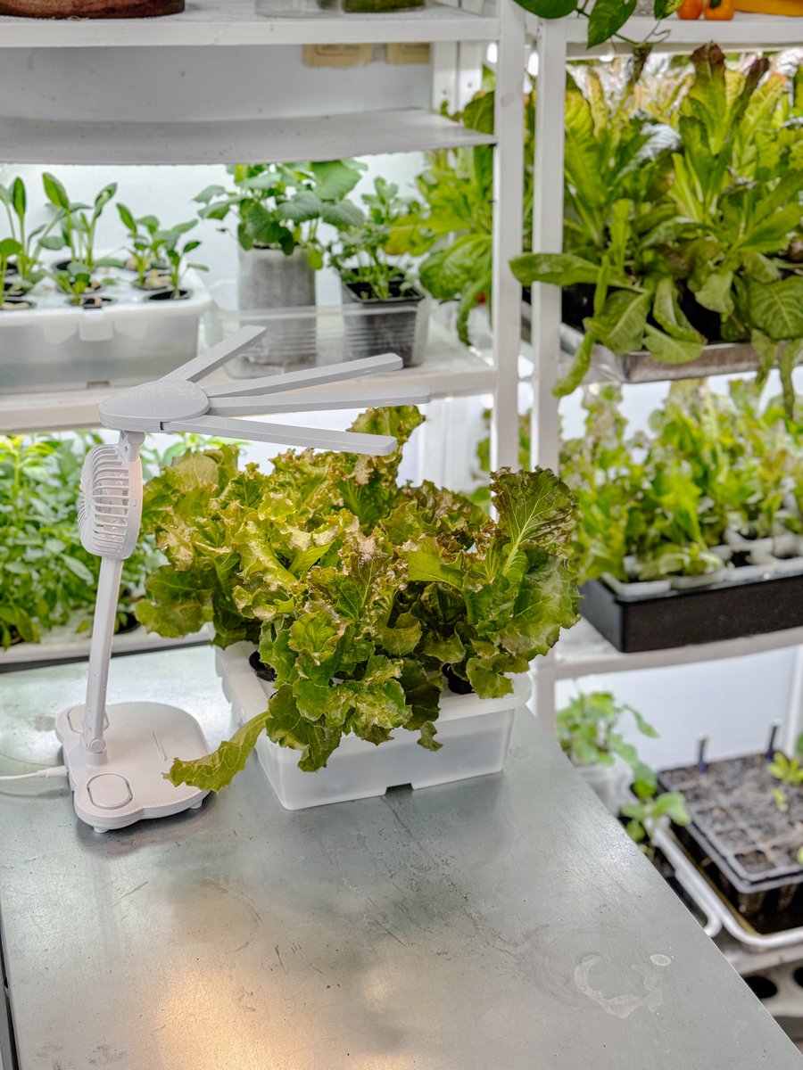 kebunrooftop's tweet image. Urban farming -
Hidroponik sederhana sistem wick.
Cara ini Bisa ditanam / diletakan dimana saja.
Tidak memerlukan lahan yang luas.
Cukup untuk kita jika suatu saat ingin memasak mie instan dengan campuran sayur - sayuran.
#gardeningtips #tipsberkebun #urbanfarming #gardening