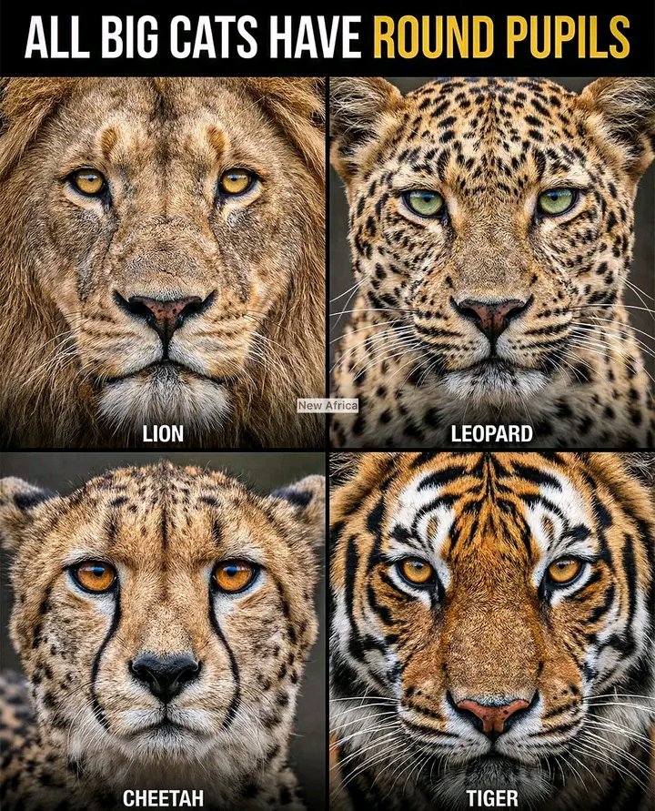 AmazingMrB57544's tweet photo. @earthspace2026 The Eyes of the Apex.
#big cats #loins #tigers
Most people assume every cat has slit pupils. They’re wrong.
Look into the eyes of a lion, a tiger, or a leopard. Their gaze is wide, open, and perfectly round. This isn't an aesthetic choice; it is a tactical... https://t.co/4IbXQ6GcUU
