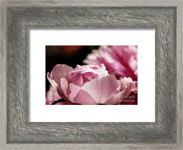 TLawren37609829's tweet image. For #FlowersOnFriday a lovely gem from my garden. Delicate pink Peony petals. fineartamerica.com/featured/delic… #gardens #flowers #peonies #love #beauty #heavensent #buyintoart