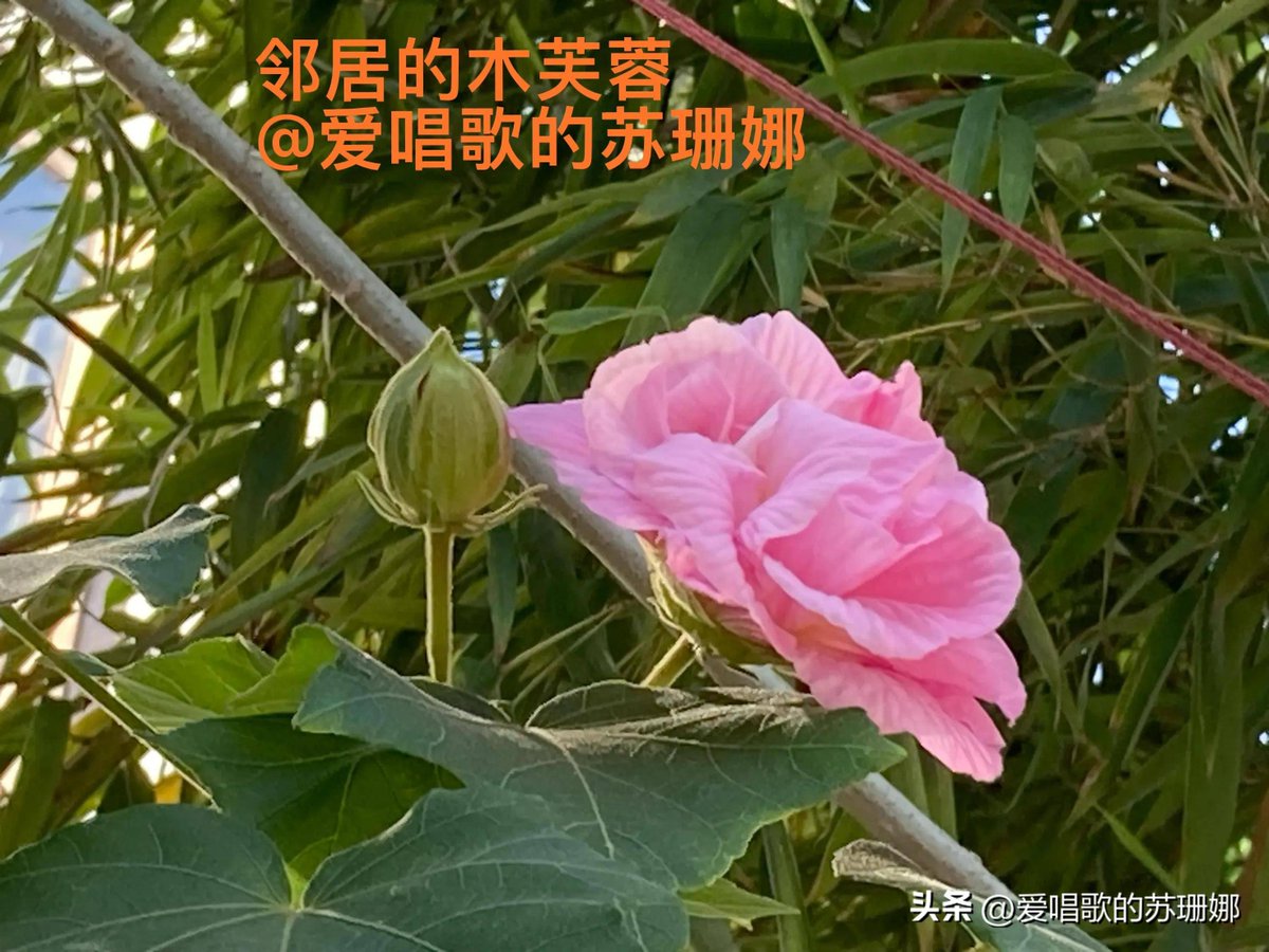 Steven Rogers tweet media