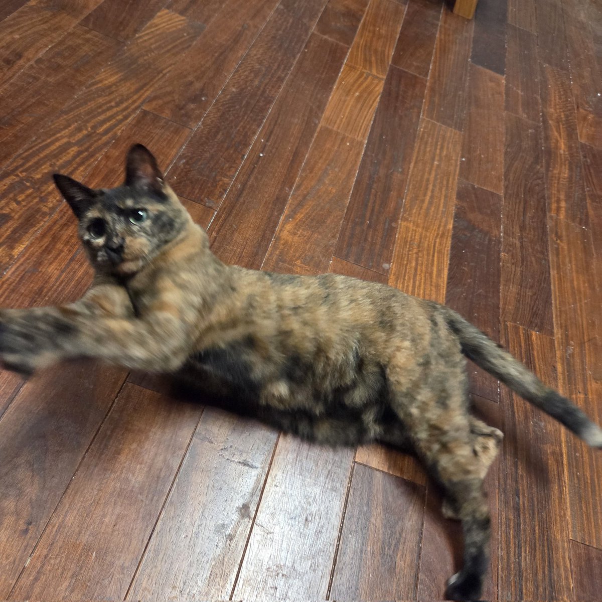 mibjorhime's tweet photo. サビチェンのアグレッシブタイム
#NOWARCAT https://t.co/iMgOSEdBMM