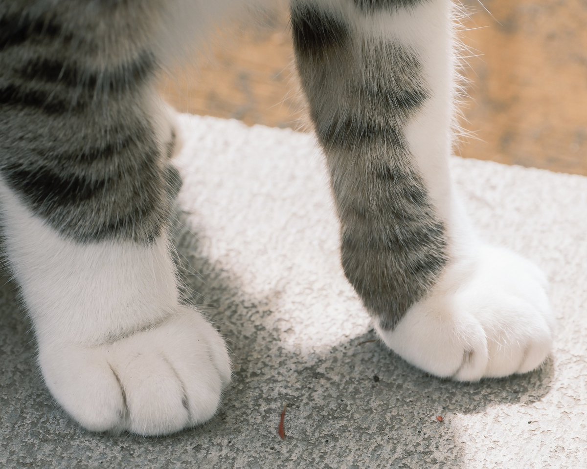 小林哲朗　写真家 tweet media