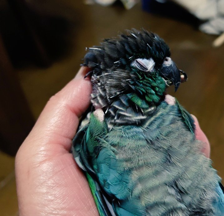 優甫(ゆうほ)✨Kaleidoscope✨ tweet media